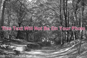 SX 4708 - Slindon Woods, Sussex - Foto 1 di 1