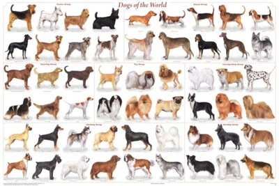 Poster Dogs of the World Educational Classroom Chart - Image 1 of 2
