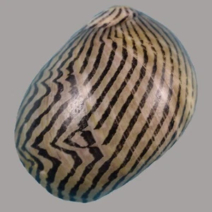 VITTINA COROMANDELIANA (Mindanao, Philippines) 16.8mm #46728 - Imagen 1 de 3