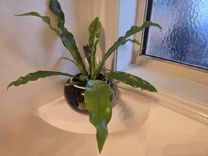 FLOATING WOODEN CORNER SHELF w/ MOUNTING - Picture 1 of 7