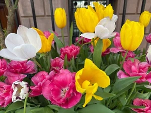 Digital Image Photo Wallpaper Background Desktop Lovely Flowers! Only 0.99 Cent! - Picture 1 of 4