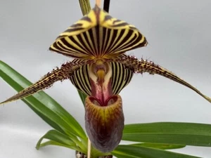 Paphiopedilum rothschildianum x sib ('2ª dimensión' x 'alas gigantes' GM/WOC) - Imagen 1 de 13