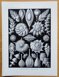 Thalamophora (81) - Large Original Print Haeckel Kunstformen Folio - 1900 - Picture 1 of 1