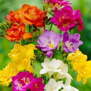 50 Freesia Mixed Colours Fragrant Perennial Garden Flower Bulbs Corms - Picture 1 of 3