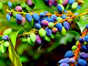20 Oregon Grape Seeds for Planting - Stunning Ornamental Fruit Bearing Plant - Picture 1 of 5