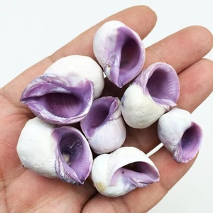 Conchas marinas Cebú Beauty púrpura, 8 OZ aprox. 60+ carcasas de PC, 1/2 pulgada ~ 1 pulgada - Imagen 1 de 3