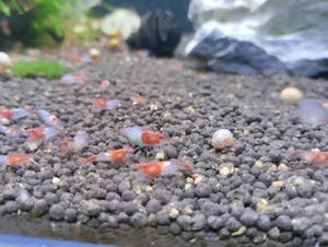 10 Gambas Neocaridinas Red Rili.Acuario/Pecera - Imagen 1 de 2