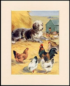BEARDED COLLIE CHARMANTE BAUERNHOFSZENE SCHÖNER HUNDDRUCK RAHMENFERTIG MONTIERT - Bild 1 von 1