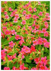 Postcard Lewis Monkey Flower Castle Crest Wildflower Trail Crater Lake Oregon OR - Picture 1 of 2