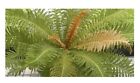 10x Blechnum Brasiliense Brésilien Zwergbaumfarn Plantes - Graines B794