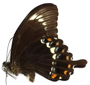 PAPILIO FUSCUS RELMAE MALE FROM VELLA LAVELLA ISL., SOLOMON ISLANDS - Picture 1 of 1