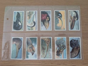 Player's Cigarette Cards..."CURIOUS BEAKS"...Complete Set of 50...Issued In 1929 - Picture 1 of 10