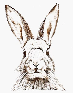 Vintage print poster Rabbit bunny Hare large art drawing for glass frame 90cm - Picture 1 of 5