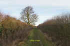 Photo 12X8 Bridleway To Haddenham Thame The Hedges On Each Side Are Almost C2017