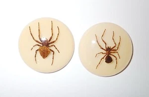 Insect Cabochon Ghost Spider 38 mm Round Amber white bottom 2 pieces Lot - Picture 1 of 12