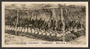 Malaya - Coconut Nursery - vintage real photo cigarette card - Picture 1 of 1