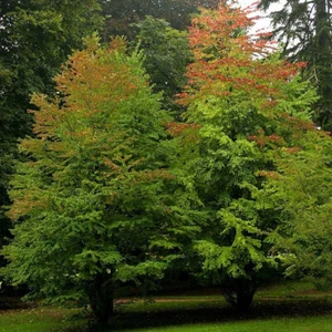 Cercidiphyllum Japonicum - 25 Seeds - Japanese Katsura Tree / Caramel Tree - Picture 1 of 2