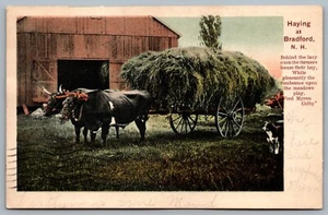 Postcard Bradford New Hampshire c1907 Farming Haying Ox Cart Pulling Hay Dog - Picture 1 of 2