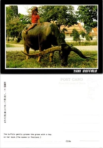 Asia Thailand Buffalo Grazing with Young Boy on Her Back UNP Postcard - Picture 1 of 1