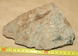 Phycodes - Low Ordovician (Floian) ichnofossils from Estonia - Picture 1 of 11