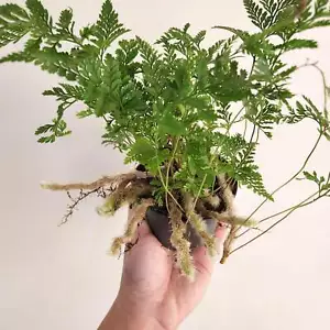 Humata Tyermanii / White Rabbit's Foot Fern - 90mm - Picture 1 of 7
