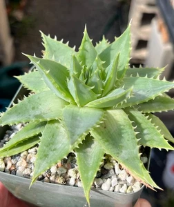 Aloe polyphylla Succulent Cactus Plant - Picture 1 of 3