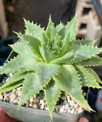 Aloe polyphylla Succulent Cactus Plant - Image 1 of 3
