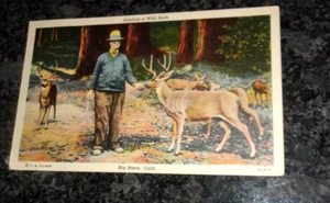 FEEDING A WILD BUCK IN THE FOREST - VINTAGE POSTCARD- - Picture 1 of 2