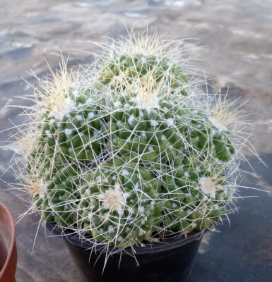 Mammillaria compressa Long White Spines Super Clumps 40 - Image 1 of 4