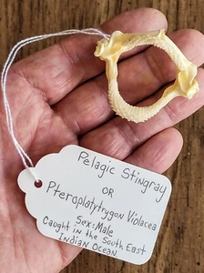 ((( Very Rare Male))) ""PELAGIC STINGRAY JAW"" sting ray 👀 MUST SEE!!! - Picture 1 of 12