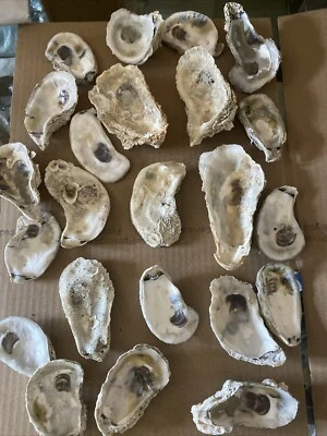NC OYSTER SHELLS Lot #6 Shells Eastern NC DECOR 3-4 Inches - Image 1 of 4
