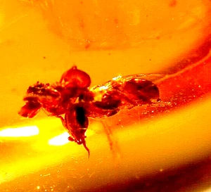 EXTINCT Bee Caught Sticking Tongue Out with Ant in Dominican Amber Fossil - Picture 1 of 10