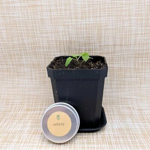 Organic Non-GMO Catnip Seeds - Picture 1 of 4