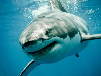 Great White Shark GLOSSY POSTER PICTURE PHOTO PRINT ocean large jaws Fish