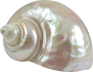 Hermit Crab Home Shell Turbo Marmaratus Decorative Pearled Seashell 3-4" - Picture 1 of 4