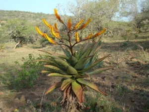 ALOE SPECTABILIS SEEDS - Single stem tree aloe - 10 seeds - Picture 1 of 1