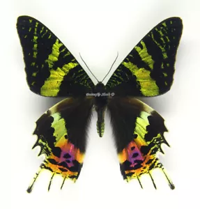 Unmounted Butterfly/Uraniidae - Chrysiridia rhipheus, PAIR, selected size! - Imagen 1 de 1