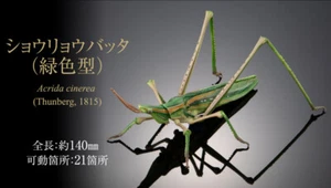 Bandai Toys Diversidad de Vida en la Tierra Avance Mantis Saltamontes Chinos Verde - Imagen 1 de 5