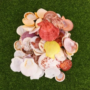  Muscheln zum Basteln Dekoration Aquarium Zubehör Aquarium Deko - Bild 1 von 11