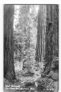 RPPC Giant Redwoods Muir Woods Nat’l Monument California - Papel Kodak - Imagen 1 de 2