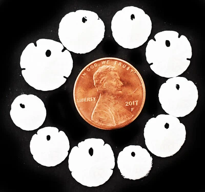12 Very Tiny White Florida Sand Dollars (Tiny Size: 1/2"- 3/4") Beach Wedding - Image 1 of 4