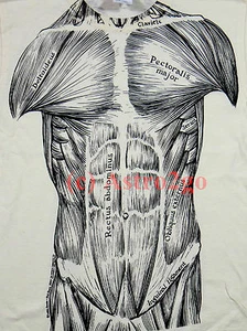 Muskeln - Muskulatur 2-seitig Wissenschaft Biologie Anatomie Arwin Kinder T-Shirt Jugend - Bild 1 von 4