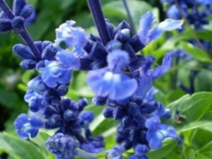 50 OXFORD BLUE SAGE Salvia Viridis Clary Painted Horminum Sage Herb Flower Seeds - Picture 1 of 1