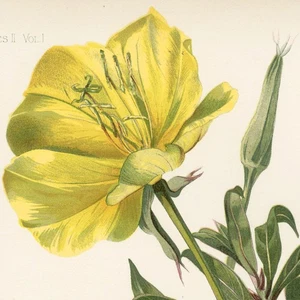 1878 Prang Native Flowers & Ferns, Sweet Stone Chromolithograph, Pl. 39 PRIMROSE - Picture 1 of 7
