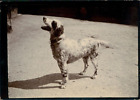 Un chien joyeux  Vintage citrate print.  Tirage citrate  6,5x9  Circa 1900