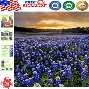 Quick-Blooming Texas Bluebonnet Seeds - 1/4 lb. for Pollinator-Friendly Gardens - Picture 1 of 9