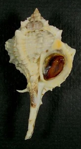 MUREX CHRYSOSTOMA 60,17 mm HERMOSO ESPÉCIMEN RARO de Pidgeon Point, Tobago - Imagen 1 de 2