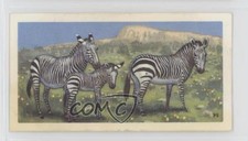 1963 Brooke Bond Wildlife in Danger Tea Cape Mountain Zebra #10 4az