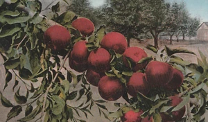 How Red Apples Grow in Oregon. Vintage 1920's Post Card. - Picture 1 of 2