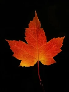 Hoja de arce rojo por Jim Cumming fotografía de naturaleza giclee impresión artística envío gratis - Imagen 1 de 3